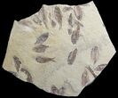 Fossil Fish (Gosiutichthys) Mortality Plate - Lake Gosiute #71793-1